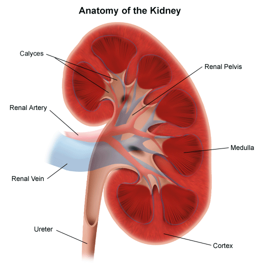 Anatomia